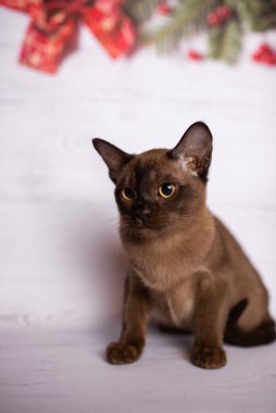 Küçük İskoç kedisi İngiliz kedisi Birmanyalı küçük hayvanlar Noel ağacı topları