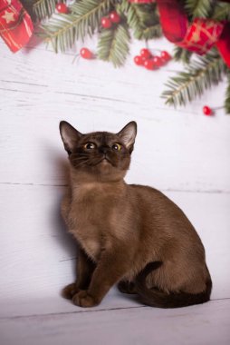 Küçük İskoç kedisi İngiliz kedisi Birmanyalı küçük hayvanlar Noel ağacı topları