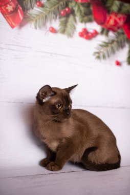 Küçük İskoç kedisi İngiliz kedisi Birmanyalı küçük hayvanlar Noel ağacı topları