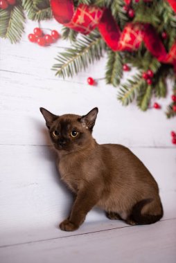 Küçük İskoç kedisi İngiliz kedisi Birmanyalı küçük hayvanlar Noel ağacı topları