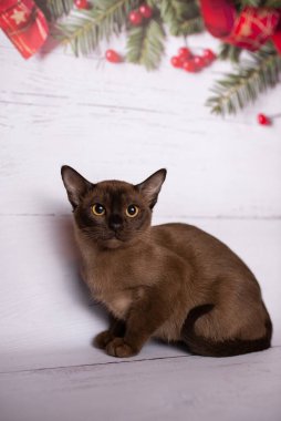 Küçük İskoç kedisi İngiliz kedisi Birmanyalı küçük hayvanlar Noel ağacı topları