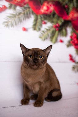 Küçük İskoç kedisi İngiliz kedisi Birmanyalı küçük hayvanlar Noel ağacı topları