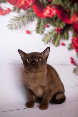 Küçük İskoç kedisi İngiliz kedisi Birmanyalı küçük hayvanlar Noel ağacı topları