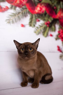 Küçük İskoç kedisi İngiliz kedisi Birmanyalı küçük hayvanlar Noel ağacı topları