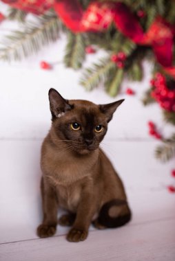 Küçük İskoç kedisi İngiliz kedisi Birmanyalı küçük hayvanlar Noel ağacı topları