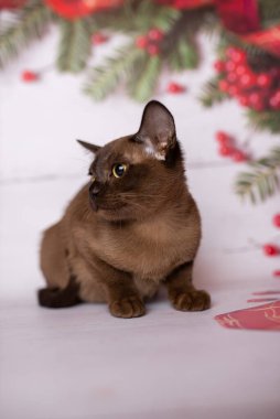 Küçük İskoç kedisi İngiliz kedisi Birmanyalı küçük hayvanlar Noel ağacı topları