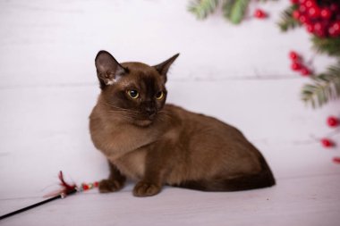 Küçük İskoç kedisi İngiliz kedisi Birmanyalı küçük hayvanlar Noel ağacı topları