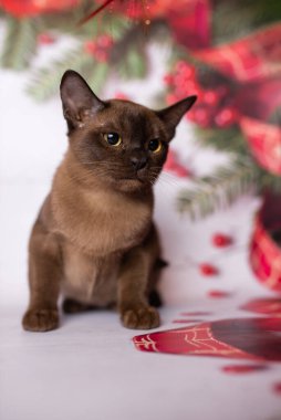 Küçük İskoç kedisi İngiliz kedisi Birmanyalı küçük hayvanlar Noel ağacı topları