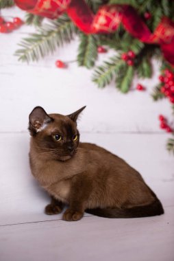 Küçük İskoç kedisi İngiliz kedisi Birmanyalı küçük hayvanlar Noel ağacı topları