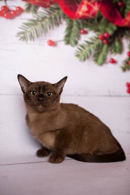 Küçük İskoç kedisi İngiliz kedisi Birmanyalı küçük hayvanlar Noel ağacı topları