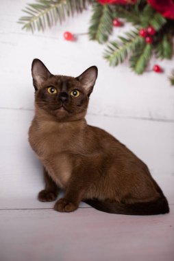 Küçük İskoç kedisi İngiliz kedisi Birmanyalı küçük hayvanlar Noel ağacı topları