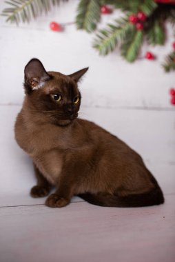 Küçük İskoç kedisi İngiliz kedisi Birmanyalı küçük hayvanlar Noel ağacı topları