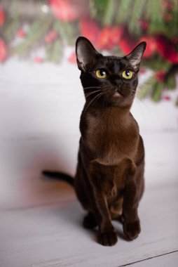 Küçük İskoç kedisi İngiliz kedisi Birmanyalı küçük hayvanlar Noel ağacı topları