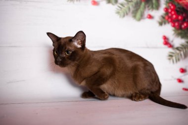 Küçük İskoç kedisi İngiliz kedisi Birmanyalı küçük hayvanlar Noel ağacı topları