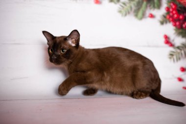 Küçük İskoç kedisi İngiliz kedisi Birmanyalı küçük hayvanlar Noel ağacı topları