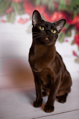 Küçük İskoç kedisi İngiliz kedisi Birmanyalı küçük hayvanlar Noel ağacı topları