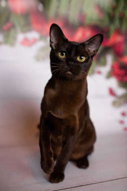 Küçük İskoç kedisi İngiliz kedisi Birmanyalı küçük hayvanlar Noel ağacı topları