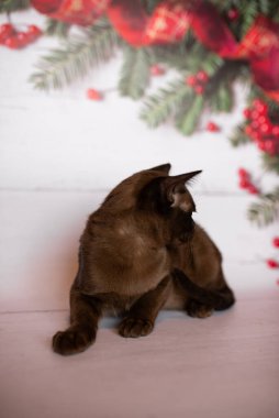 Küçük İskoç kedisi İngiliz kedisi Birmanyalı küçük hayvanlar Noel ağacı topları