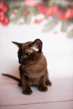 Küçük İskoç kedisi İngiliz kedisi Birmanyalı küçük hayvanlar Noel ağacı topları