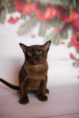 Küçük İskoç kedisi İngiliz kedisi Birmanyalı küçük hayvanlar Noel ağacı topları