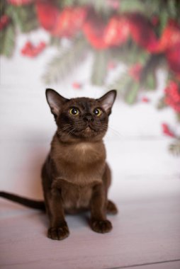 Küçük İskoç kedisi İngiliz kedisi Birmanyalı küçük hayvanlar Noel ağacı topları