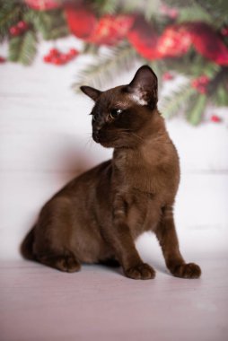 Küçük İskoç kedisi İngiliz kedisi Birmanyalı küçük hayvanlar Noel ağacı topları