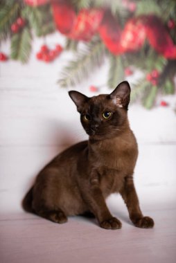 Küçük İskoç kedisi İngiliz kedisi Birmanyalı küçük hayvanlar Noel ağacı topları