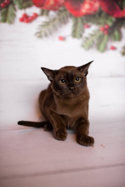 Küçük İskoç kedisi İngiliz kedisi Birmanyalı küçük hayvanlar Noel ağacı topları