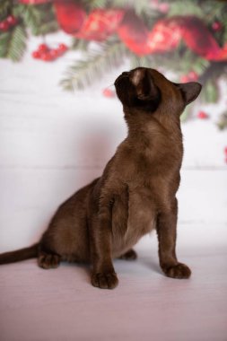 Küçük İskoç kedisi İngiliz kedisi Birmanyalı küçük hayvanlar Noel ağacı topları