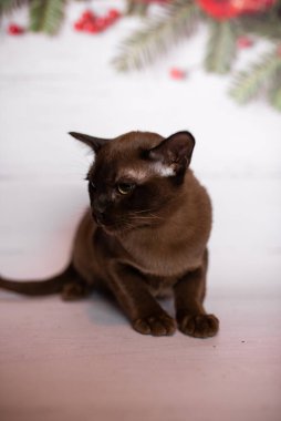 Küçük İskoç kedisi İngiliz kedisi Birmanyalı küçük hayvanlar Noel ağacı topları