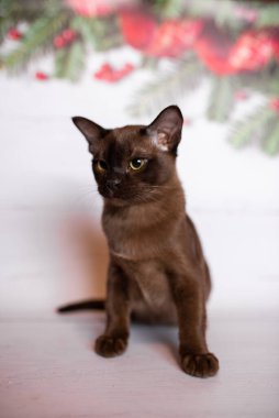 Küçük İskoç kedisi İngiliz kedisi Birmanyalı küçük hayvanlar Noel ağacı topları