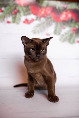 Küçük İskoç kedisi İngiliz kedisi Birmanyalı küçük hayvanlar Noel ağacı topları