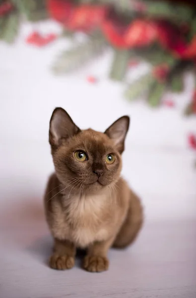 Kätzchen Schottische Britische Katze Burmesische Munchkin Tiere Weihnachtsbaumkugeln — Stockfoto