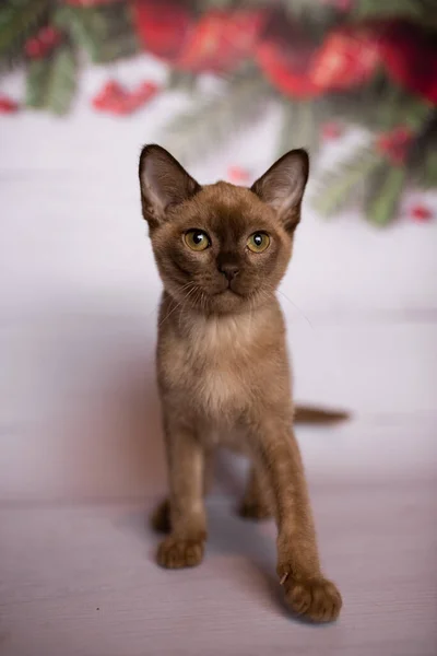 Kitten Scottish British Cat Burmese Munchkin Animals Christmas Tree Balls — Stock Photo, Image