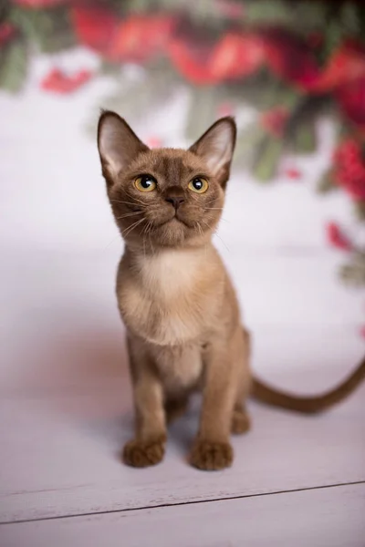 Kitten Schots Brits Kat Birmaans Munchkin Dieren Kerst Boom Ballen — Stockfoto