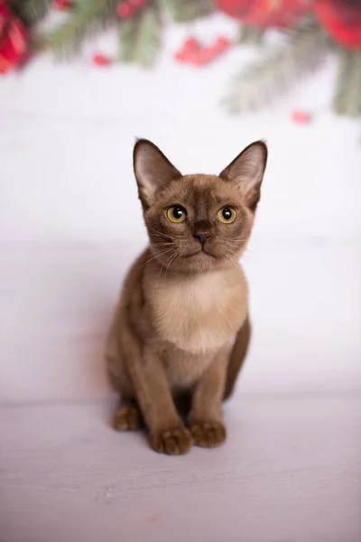 Kitten Schots Brits Kat Birmaans Munchkin Dieren Kerst Boom Ballen — Stockfoto