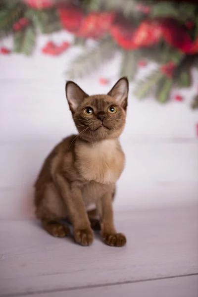 Kotek Szkocki Brytyjski Kot Birmański Munchkin Zwierzęta Choinka Kulki — Zdjęcie stockowe
