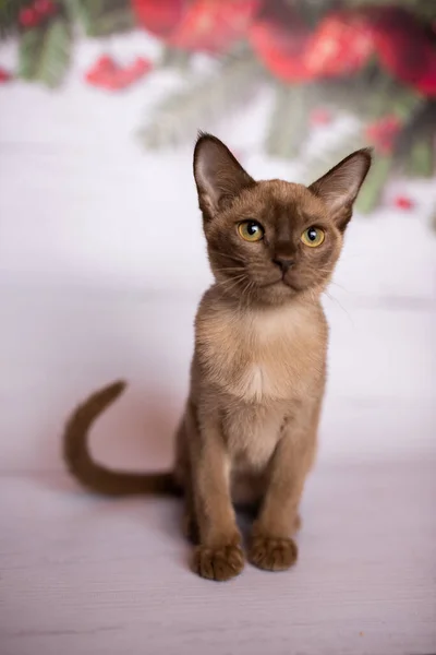 Gatinho Escocês Britânico Gato Birmanês Munchkin Animais Árvore Natal Bolas — Fotografia de Stock