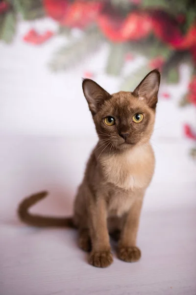 Kattunge Skotsk Brittisk Katt Burmesiska Mumsiga Djur Julgran Bollar — Stockfoto