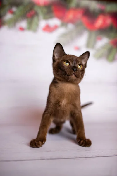 Gattino Scozzese Britannico Gatto Birmano Munchkin Animali Albero Natale Palle — Foto Stock