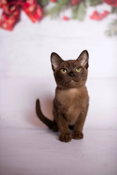 Gatinho Escocês Britânico Gato Birmanês Munchkin Animais Árvore Natal Bolas — Fotografia de Stock