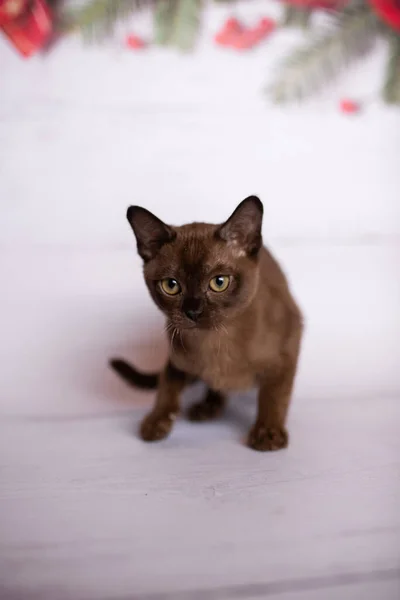 Gatinho Escocês Britânico Gato Birmanês Munchkin Animais Árvore Natal Bolas — Fotografia de Stock