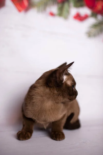 Gatito Escocés Británico Gato Birmano Munchkin Animales Navidad Árbol Bolas — Foto de Stock