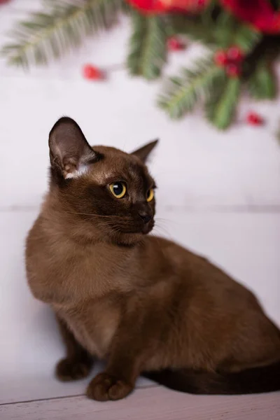 Gatito Escocés Británico Gato Birmano Munchkin Animales Navidad Árbol Bolas — Foto de Stock