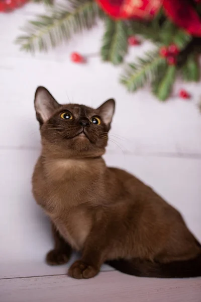 Koťátko Skotská Britská Kočka Barmské Munchkin Zvířata Vánoční Strom Koule — Stock fotografie