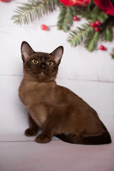 Gatito Escocés Británico Gato Birmano Munchkin Animales Navidad Árbol Bolas —  Fotos de Stock