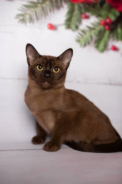 Küçük Skoç Kedisi Ngiliz Kedisi Birmanyalı Küçük Hayvanlar Noel Ağacı — Stok fotoğraf