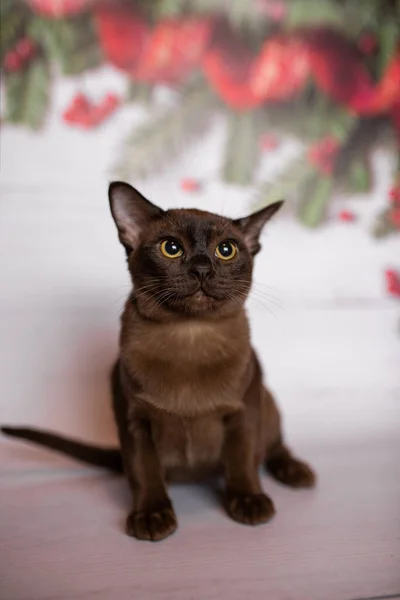 Kitten Schots Brits Kat Birmaans Munchkin Dieren Kerst Boom Ballen — Stockfoto