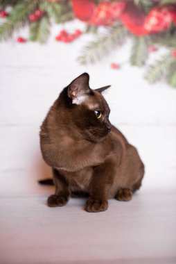 Küçük İskoç kedisi İngiliz kedisi Birmanyalı küçük hayvanlar Noel ağacı topları