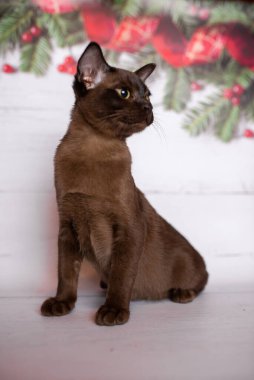 Küçük İskoç kedisi İngiliz kedisi Birmanyalı küçük hayvanlar Noel ağacı topları